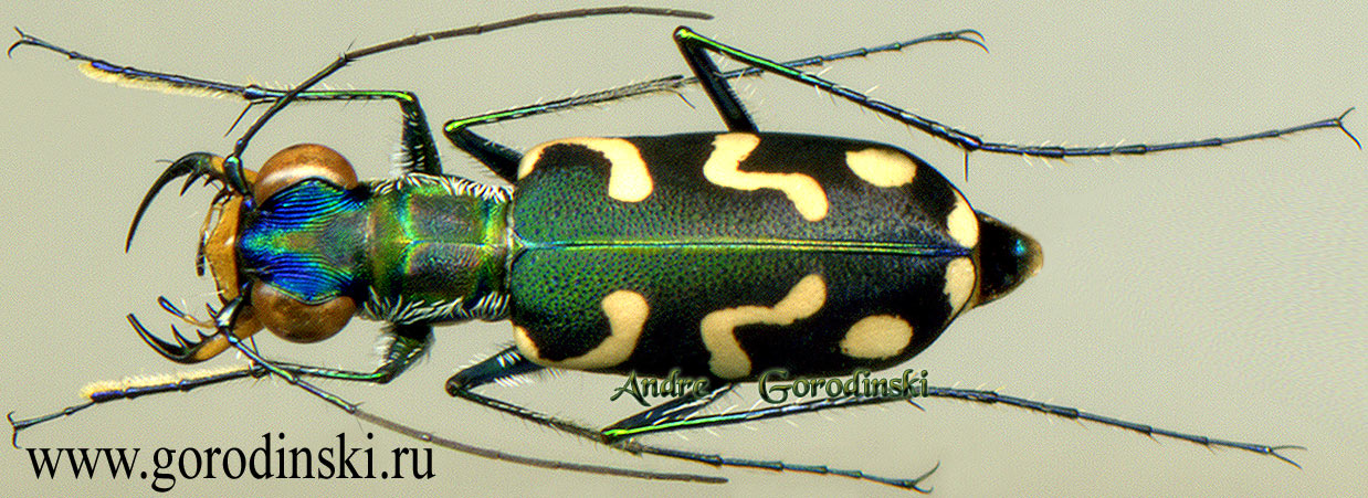 http://www.gorodinski.ru/cicindela/Cylindera erudita.jpg